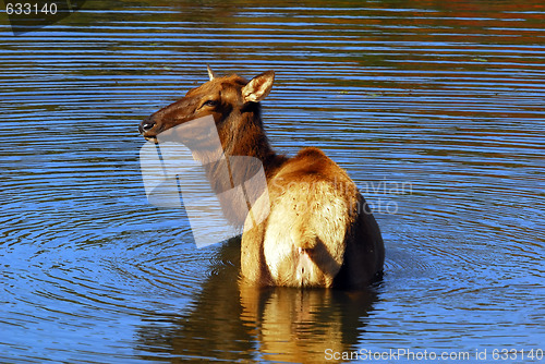 Image of Elk (Cervus canadensis) in water