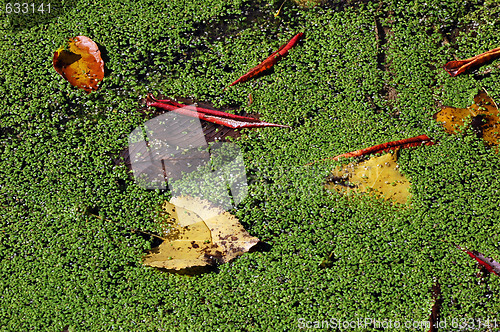 Image of Autumn's leaves
