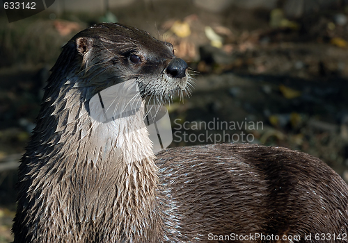 Image of Northern River Otter (Lontra canadensis)