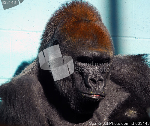 Image of Gorilla