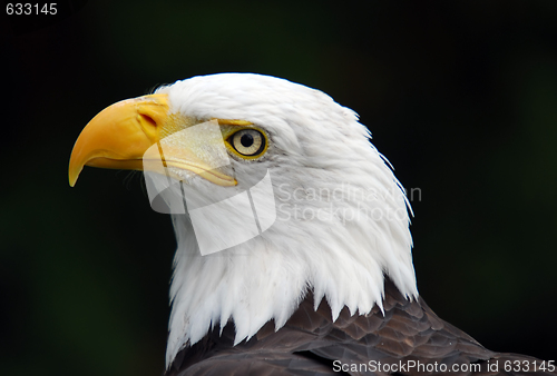 Image of American Bald Eagle (Haliaeetus leucocephalus)