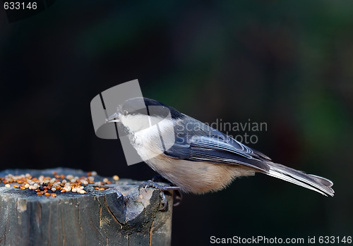 Image of Black-capped Chickadee (Poecile atricapillus)