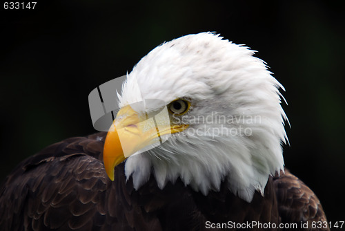 Image of American Bald Eagle (Haliaeetus leucocephalus)