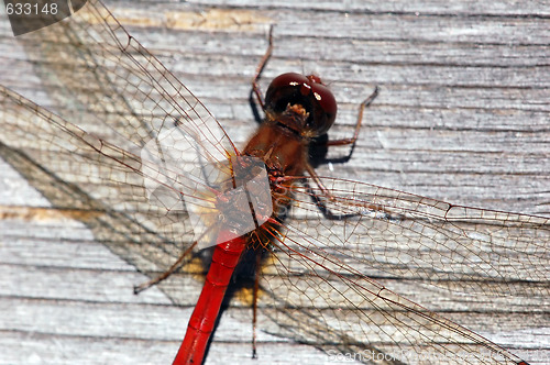 Image of Common Darter (Sympetrum striolatum)