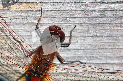 Image of Common Darter (Sympetrum striolatum)