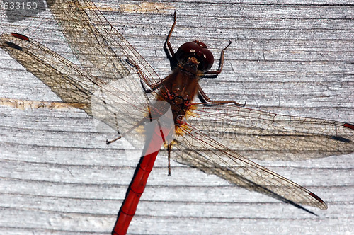 Image of Common Darter (Sympetrum striolatum)