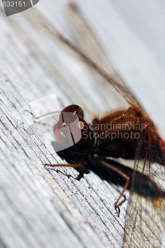 Image of Common Darter (Sympetrum striolatum)
