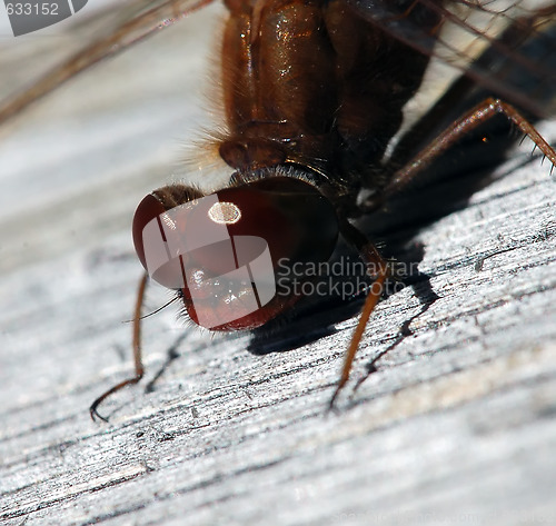 Image of Common Darter (Sympetrum striolatum)