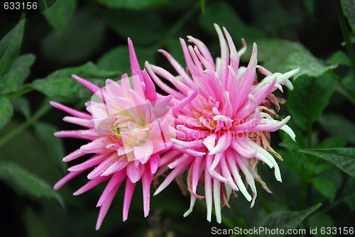 Image of Two Pink Flowers