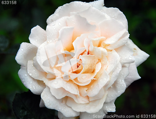Image of Roses and water