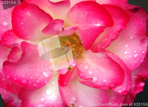 Image of Rose and water