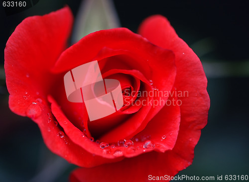 Image of Red Rose and water