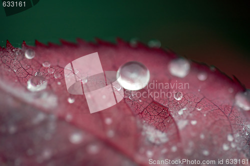 Image of Droplets on a leaf