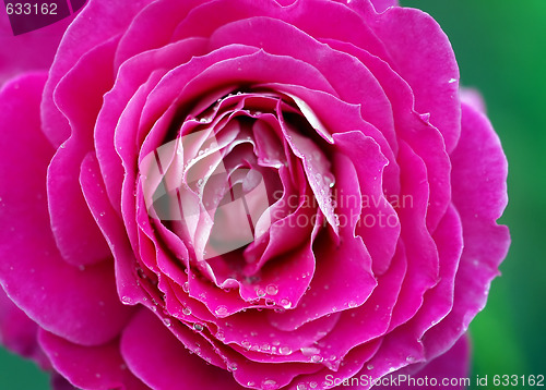Image of Roses and water