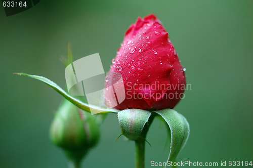Image of Red rose's buds