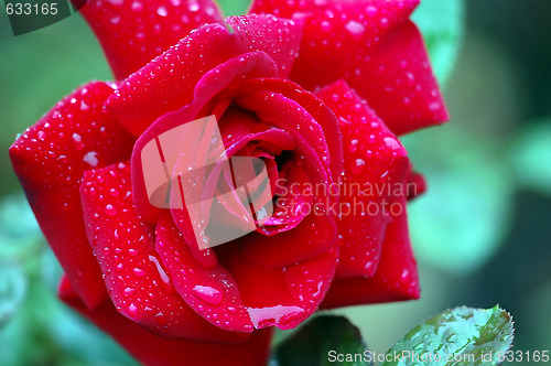 Image of Roses and water