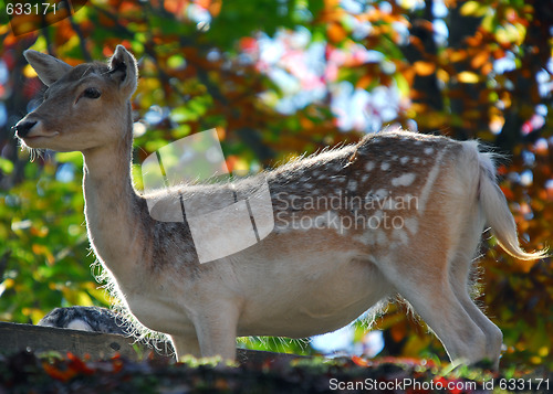 Image of Fallow Deer (Dama dama)