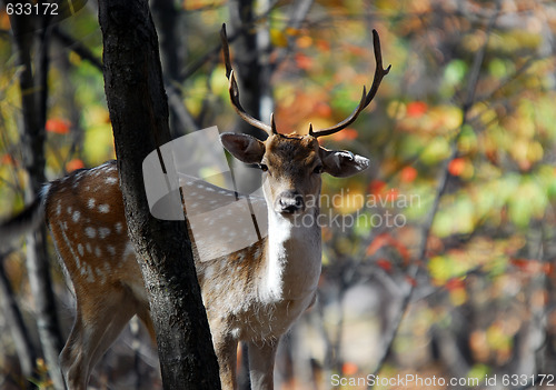 Image of Fallow Deer (Dama dama)