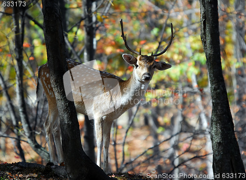 Image of Fallow Deer