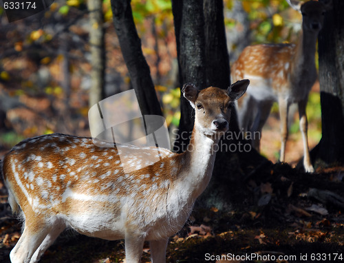 Image of Fallow Deer (Dama dama)