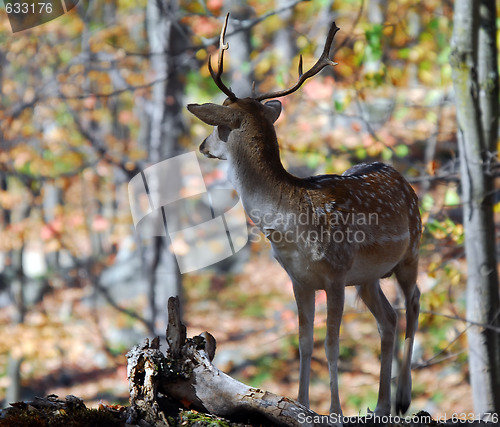 Image of Fallow Deer (Dama dama)