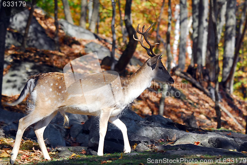 Image of Fallow Deer (Dama dama)