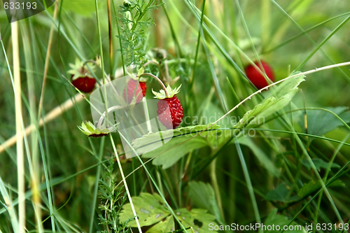 Image of Ripe berries of wild strawberry among a grass