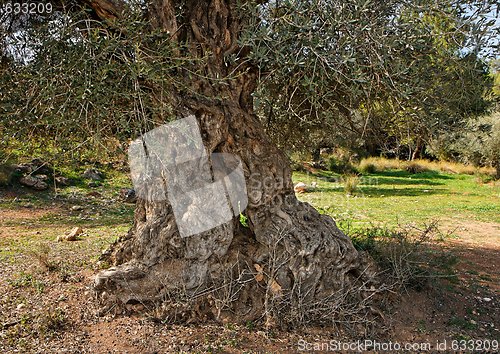 Image of Gnarled, split and twisted trunk of olive tree outdoors