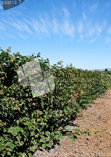 Image of Blackberry blooms on bushes in bright summer day