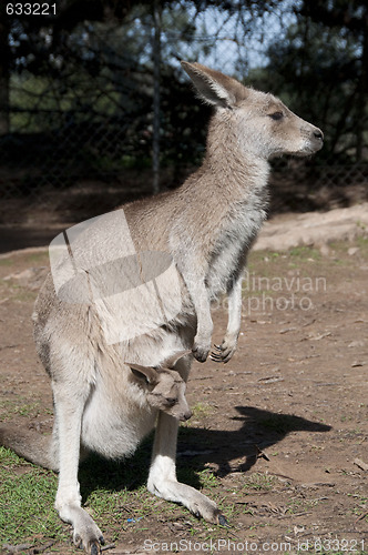 Image of Kangaroo and Joey