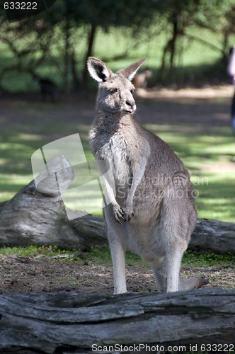 Image of Kangaroo