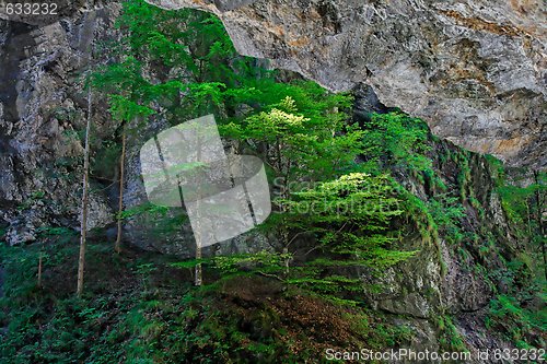 Image of Pine trees cling to rock in Alpine canyon