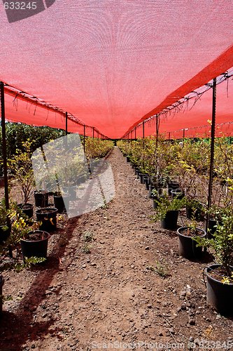 Image of Berry bushes growing in pots under the red net