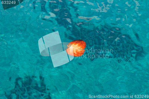 Image of Red autumn leaf floating on cyan sea water