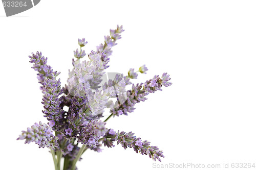 Image of lavender flowers