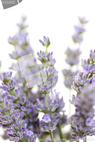 Image of lavender flowers