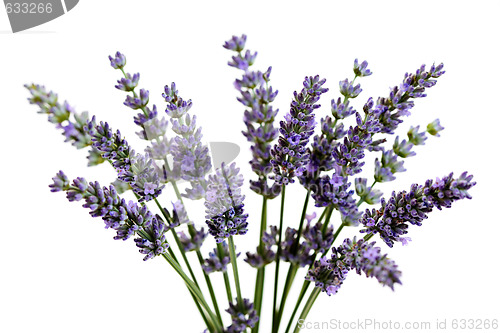 Image of lavender flowers