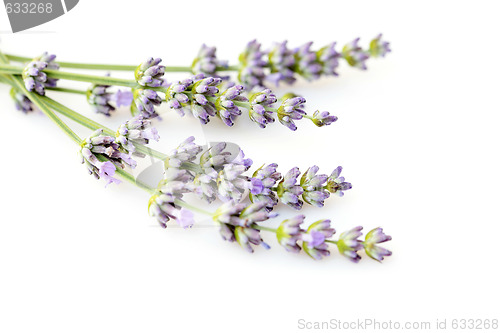 Image of lavender flowers