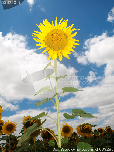 Image of Sunflower  field