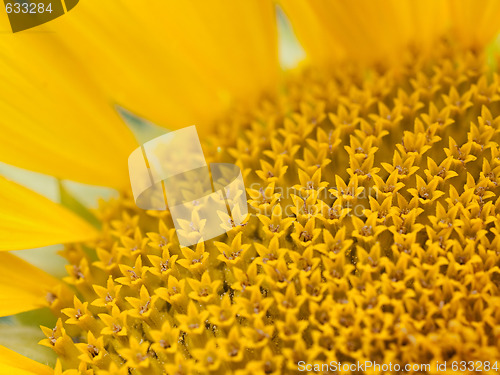 Image of Sunflower macro