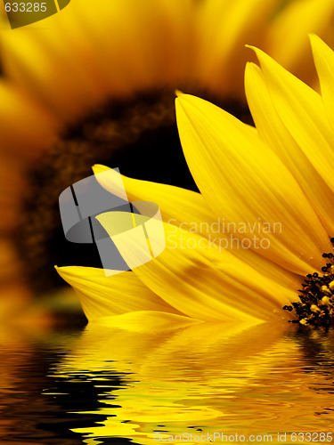 Image of Sunflower macro