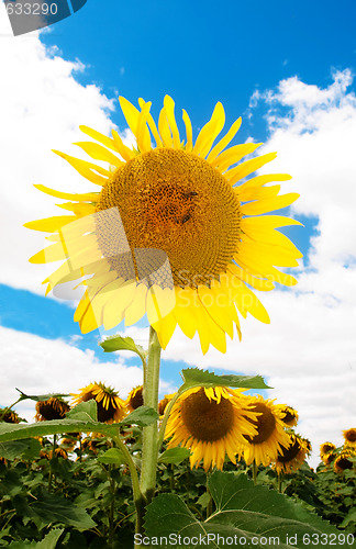 Image of Sunflower  field