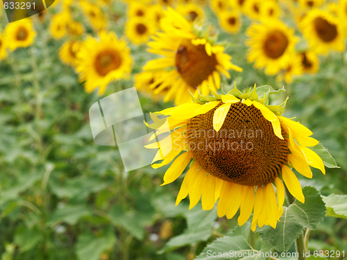 Image of Sunflower  field