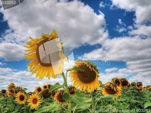 Image of Sunflower  field