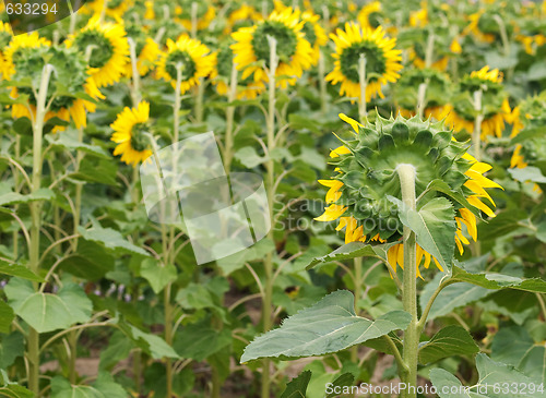 Image of Sunflower  field