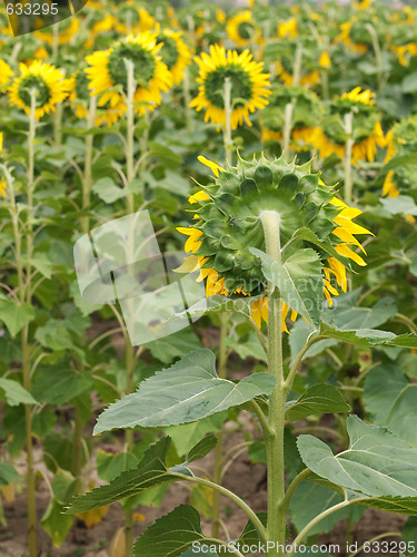 Image of Sunflower  field