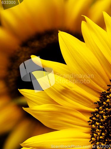 Image of Sunflower macro