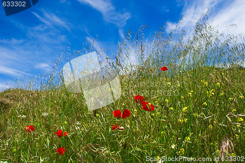 Image of Poppies and straws