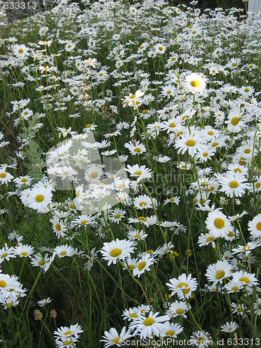 Image of Field with dasies