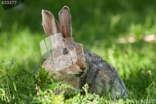 Image of Wild Rabbit